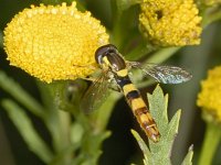 Sphaerophoria scripta 01 #03556 : Sphaerophoria scripta, Groot Langlijfje, male