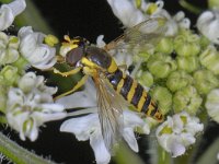 Sphaerophoria scripta #13754 : Sphaerophoria scripta, Groot Langlijfje, female