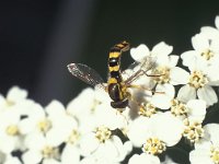 Sphaerophoria scripta 7, Grote langlijf, male, Saxifraga-Frits Bink