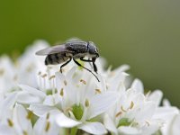 Stomorhina lunata 1, Sprinkhaanvlieg, Saxifraga-Tom Heijnen