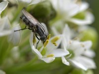 Stomorhina lunata 3, Sprinkhaanvlieg, Saxifraga-Tom Heijnen