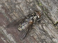 Stomoxys calcitrans 01 #04893 : Stomoxys calcitrans, Stable fly, Stalvlieg