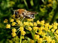 Stratiomys longicornis 1, Harige langsprietwapenvlieg, Saxifraga-Peter Meininger