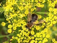 Stratiomys longicornis 2, Harige langsprietwapenvlieg, Saxifraga-Mark Zekhuis