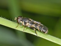 Syritta pipiens 01 #07022 : Syritta pipiens, Thick-legged Hoverfly, Menuetzweefvlieg, male