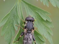 Syritta pipiens 10, Menuetzweefvlieg, Saxifraga-Rutger Barendse