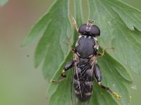 Syritta pipiens 11, Menuetzweefvlieg, Saxifraga-Rutger Barendse