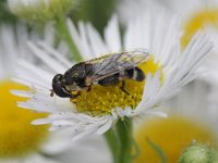 Syritta pipiens 12, Menuetzweefvlieg, Saxifraga-Rutger Barendse