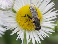 Syritta pipiens 13, Menuetzweefvlieg, Saxifraga-Rutger Barendse