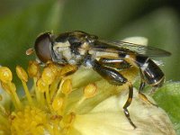 Syritta pipiens #08548 : Syritta pipiens, Thick-legged Hoverfly, Menuetzweefvlieg, male