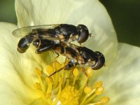 Syritta pipiens #08549 : Syritta pipiens, Thick-legged Hoverfly, Menuetzweefvlieg, males