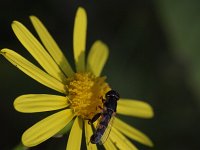 Syritta pipiens 8, Menuetzweefvlieg, Saxifraga-Rutger Barendse