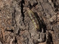 Syrphus ribesii 1, Bessenbandzweefvlieg, larva, Saxifraga-Frits Bink