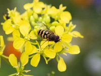 Syrphus ribesii 10, Bessenbandzweefvlieg, Saxifraga-Roel Meijer