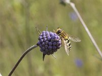 Syrphus ribesii 11, Bessenbandzweefvlieg, Saxifraga-Willem van Kruijsbergen