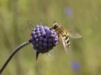 Syrphus ribesii 12, Bessenbandzweefvlieg, Saxifraga-Willem van Kruijsbergen