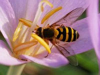 Syrphus ribesii 13, Bessenbandzweefvlieg, Saxifraga-Tom Heijnen