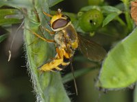 Syrphus ribesii 01 #12517 : Syrphus ribesii, Bessenzweefvlieg, female, dropping eggs