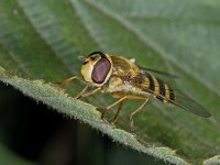 Syrphus ribesii #02295 : Syrphus ribesii, Bessenzweefvlieg, female