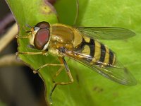 Syrphus ribesii #09055 : Syrphus ribesii, Bessenzweefvlieg