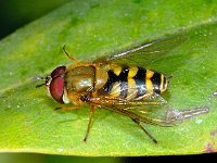 Syrphus ribesii #01179  Bosbandzweefvlieg, Blattlausschebefliege Syrphus ribesii Hardenberg : Soortenregister niet geplaatst, Saxifraga