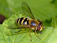 Syrphus ribesii #01217  Bosbandzweefvlieg, Blattlausschebefliege Syrphus ribesii Hardenberg : Soortenregister niet geplaatst, Saxifraga