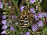 Syrphus ribesii #04054  Zweefvlieg Syrphus ribesii Stegeren : Soortenregister niet geplaatst, Saxifraga