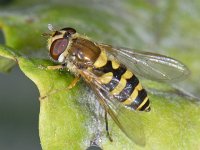 Syrphus ribesii #08403  Syrphus ribesii Hardenberg , Engelandsebos : Soortenregister niet geplaatst, Saxifraga