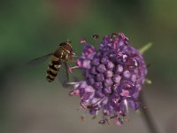 Syrphus vitripennis