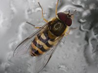 Syrphus vitripennis 3, Kleine bandzweefvlieg, Saxifraga-Rutger Barendse