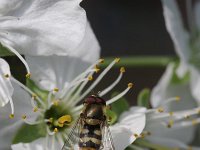 Syrphus vitripennis 5, Kleine bandzweefvlieg, Saxifraga-Rutger Barendse.