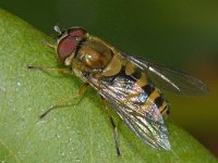 Syrphus torvus #12865 : Syrphus torvus, Bosbandzwever, male