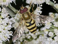 Syrphus #03429 : Syrphus