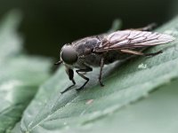 Tabanus autumnalis 1, Grijze runderdaas, Saxifraga-Luc Hoogenstein