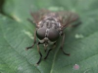 Tabanus autumnalis 2, Grijze runderdaas, Saxifraga-Luc Hoogenstein