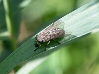 Tabanus autumnalis 3, Grijze runderdaas, Saxifraga-Gerard de Jong : Grijze runderdaas, Insect, Macro, Overig, Saxifraga Beeldbank, Tabanus autumnalis