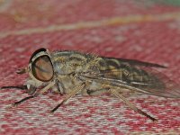 Tabanus bromius 2, Kleine runderdaas, Saxifraga-Ab H Baas