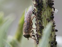 Tabanus bromius 4, Kleine runderdaas, Saxifraga-Mark Zekhuis