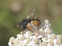 Tachina fera