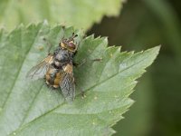 Tachina fera 10, Saxifraga-Willem van Kruijsbergen