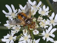 Tachina fera 01 #03678 : Tachina fera, Tachinid Fly, Woeste sluipvlieg