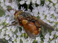 Tachina fera 02 #03731 : Tachina fera, Tachinid Fly, Woeste sluipvlieg