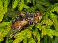 Tachina fera #47783 : Tachina fera