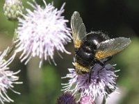 Tachina grossa