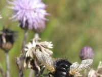 Tachina grossa 2, Saxifraga-Rob Felix : Animalia, Arthropoda, Diptera, Insecta, Project Natuurbalans, animal, arthropod, dier, dieren, fly, geleedpotige, geleedpotigen, insect, insecten, mug, tweevleugeligen, vlieg