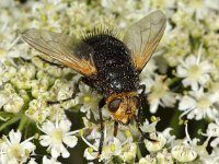 Tachina grossa 3, Saxifraga-Ab H Baas