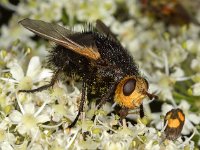 Tachina grossa 4, Saxifraga-Ab H Baas