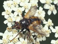 Tachina magnicornis 1, Saxifraga-Frits Bink