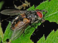 Tachinidae sp 2, Saxifraga-Ab H Baas