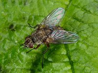 Tachinidae sp 3, Saxifraga-Ab H Baas